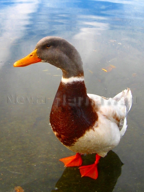 duck-c1